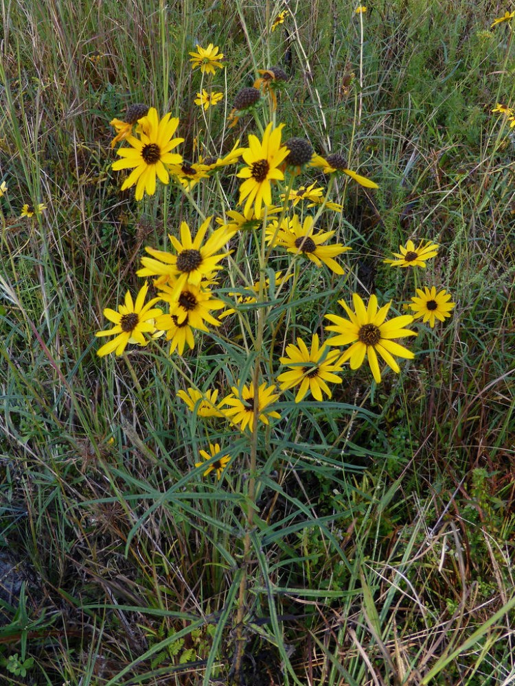 swamp_sunflower3_1